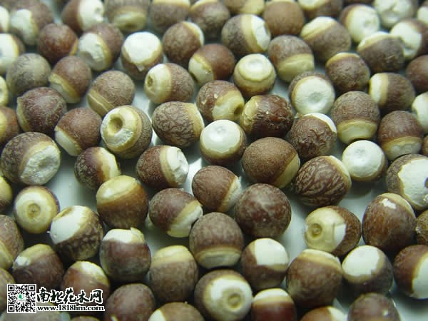 芡實成熟后的果實