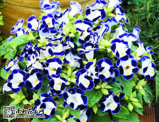 夏堇‘公爵夫人’