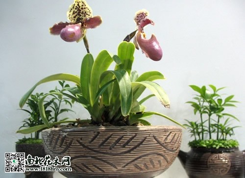 淺盆插花