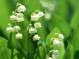 廣東種鈴蘭怎么養(yǎng)？廣東種鈴蘭的養(yǎng)殖方法和注意事項(xiàng)有哪些