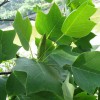 馬褂木小苗多少錢(qián)一棵？
