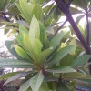 杜英小苗多少錢(qián)一棵？