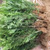 紅豆杉小苗多少錢(qián)一棵？
