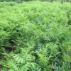 地徑0.8無患子小苗_無患子種子批發