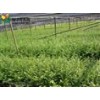 供應高度1米檫木小苗·地徑1公分檫木·直銷(xiāo)1年檫木小苗