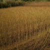 專(zhuān)供1公分·2公分·3公分·烏桕小苗·當年1米烏桕小苗