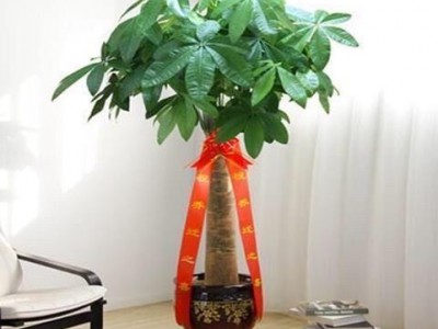 辮子發財樹