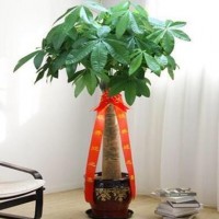 辮子發(fā)財樹(shù)