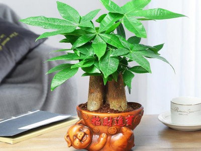 發財樹小綠植