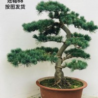 五針松盆景（一物一價(jià)）